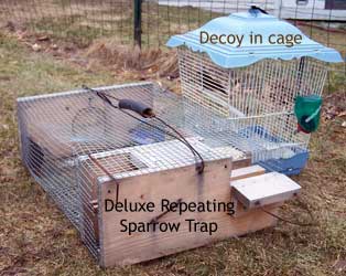 House sparrow decoy in cage used with ground trap.