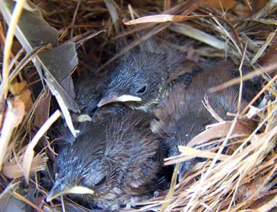 House Wren nestlings. Photo by Bet Zimmerman.