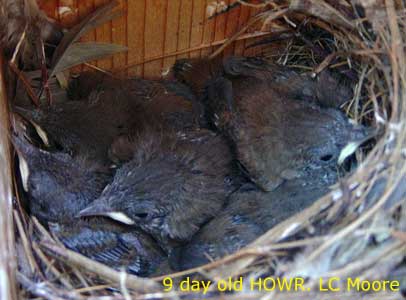 Nine day old House Wren chicks. Photo by LC Moore.