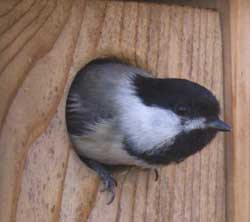all about chickadees