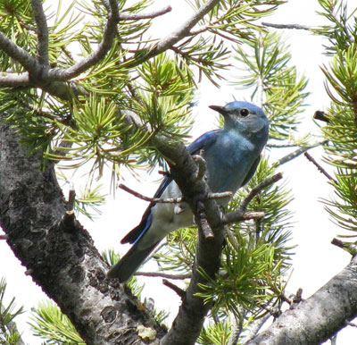 Mountain Bluebirds, All about (nesting, biology) - MOBL