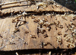 "sugar ants" in a birdhouse. Bet Zimmerman photo