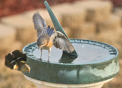 Bluebird fights with Goldfinch. Photo by Dave Kinneer.