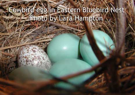 Cowbird eggf in Eastern Bluebird nest. Photo by Lara Hampton