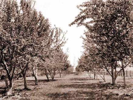 An old orchard