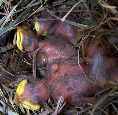starling nest