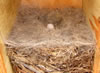 Juniper Titmouse nest wtih egg. Zell Lundberg photo