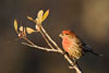 House Finch adult male, Wikimedia commons photo