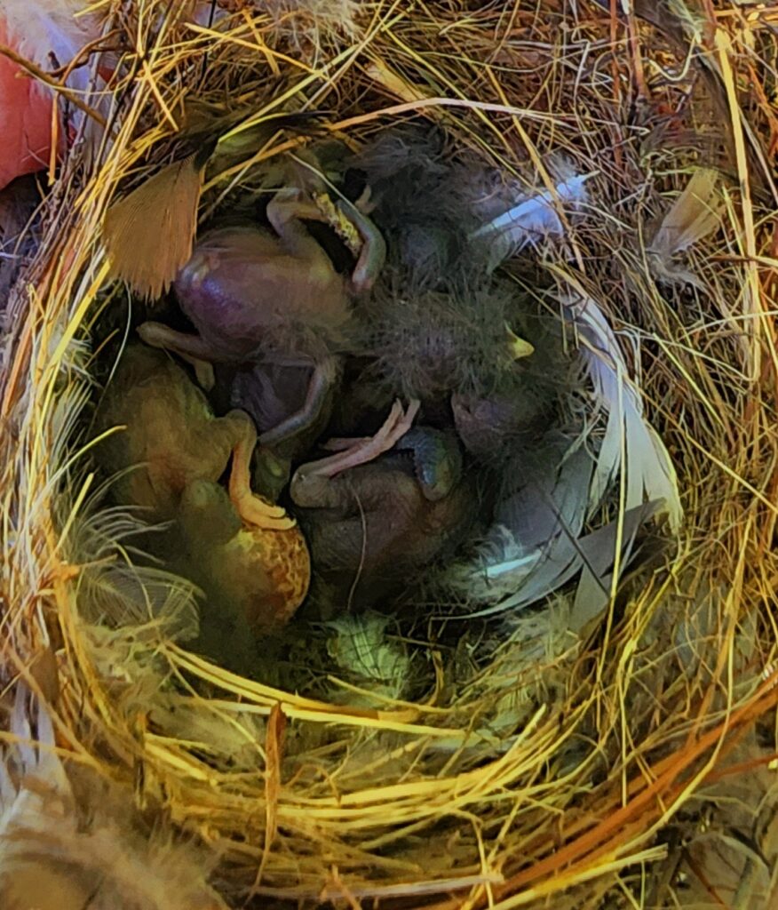 House Wren Nestlings. Photo by Bet Z Smith 