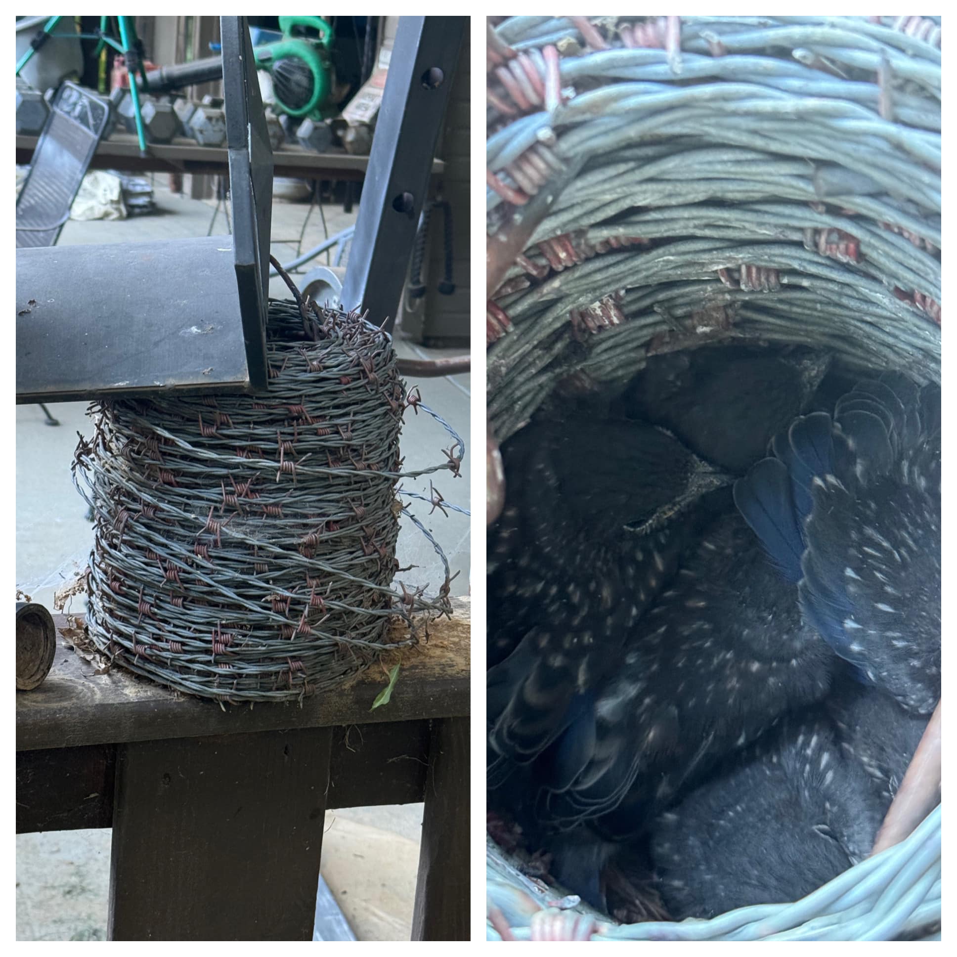 Bluebird nest in barbed wire coil. Photo by Lisa Young-Barbieri of TN