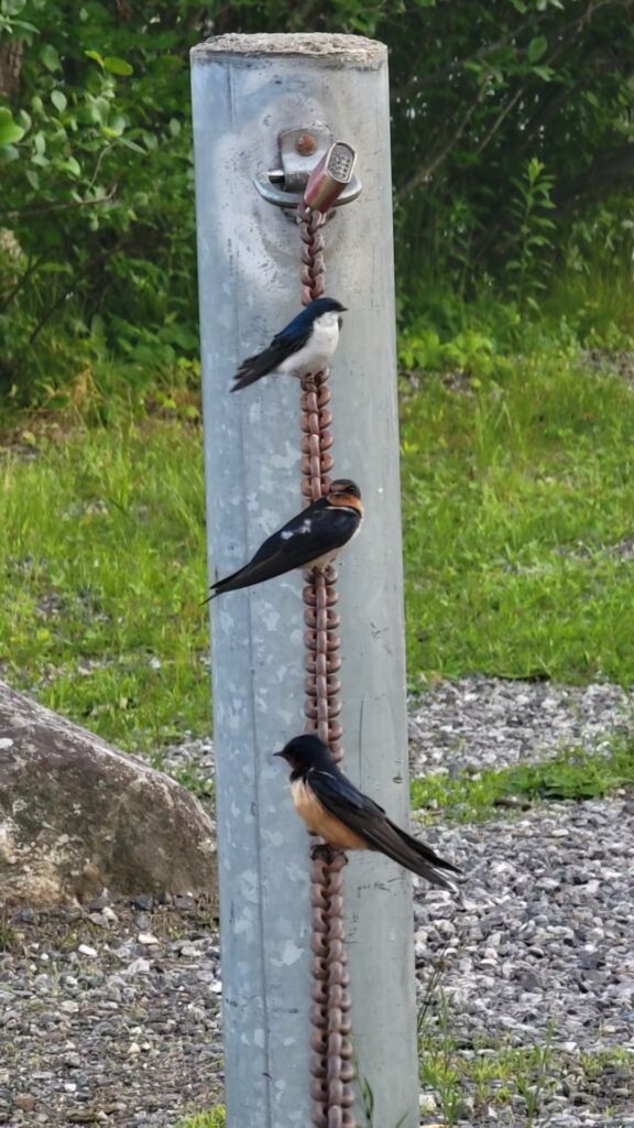 Tree Swallow next to two Barn Swallows. Photo by Joe Chapuis