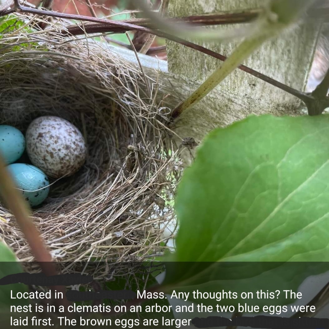 Not a chickadee nest. Cowbird eggg