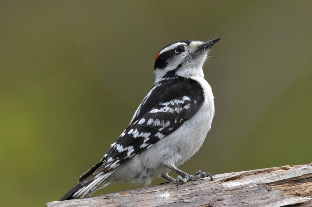 Downy Woodpecker. Photo by Jack Bulmer