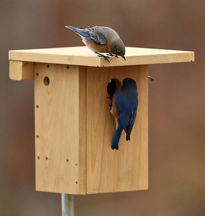 What Do Bluebirds Need From Humans? - A Rocha