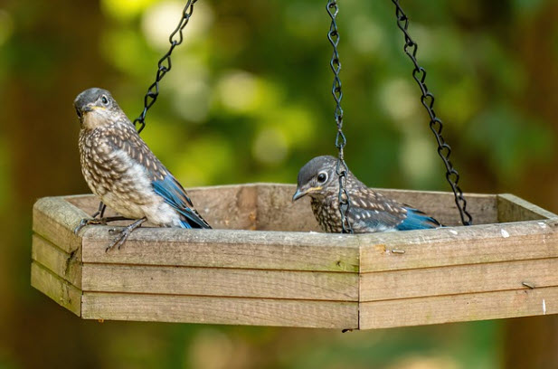 fledgling bluebirds at feeder