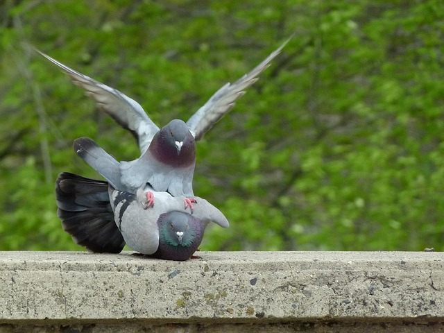 Pigeons mating. Photo from Pixabay by Daina Krumins